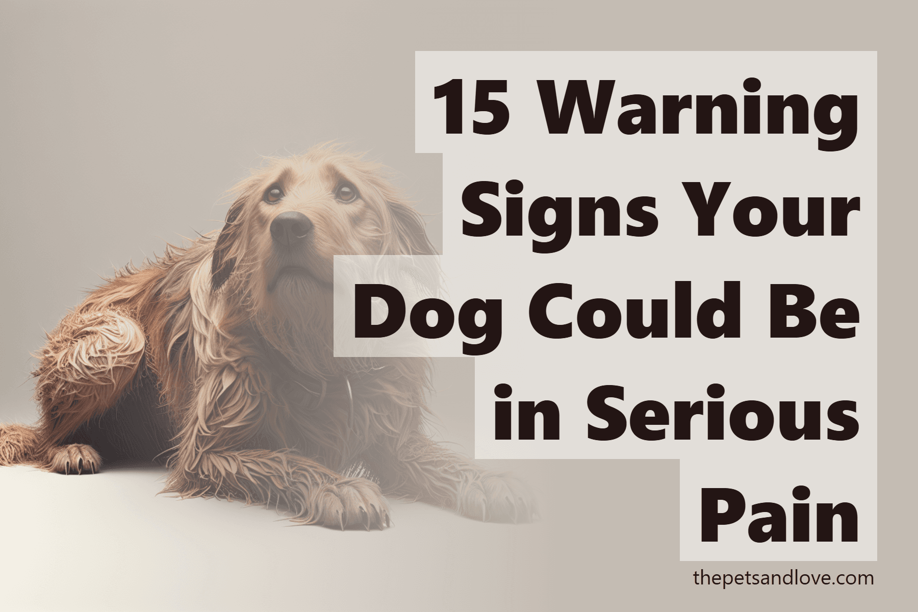 15 Warning Signs Your Dog Could Be in Serious Pain