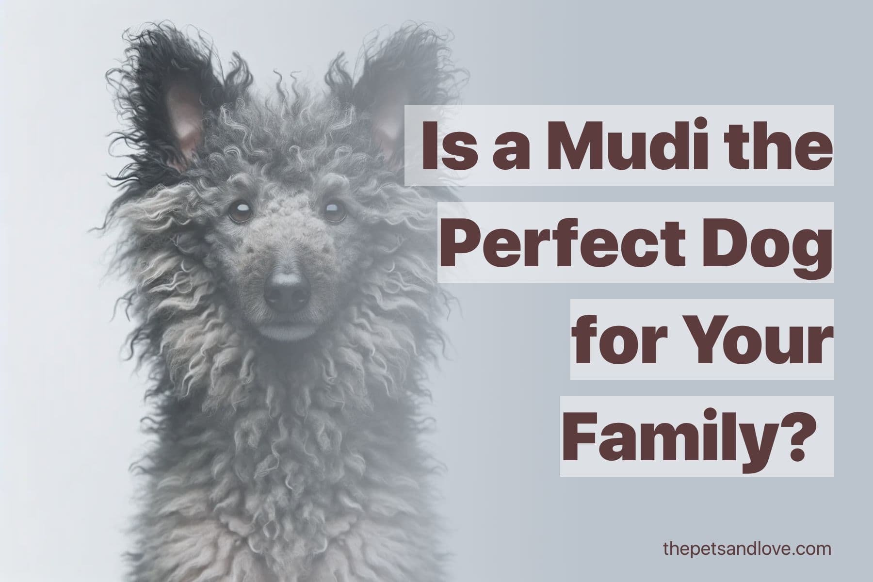 What to Think About Before Getting a Mudi Puppy