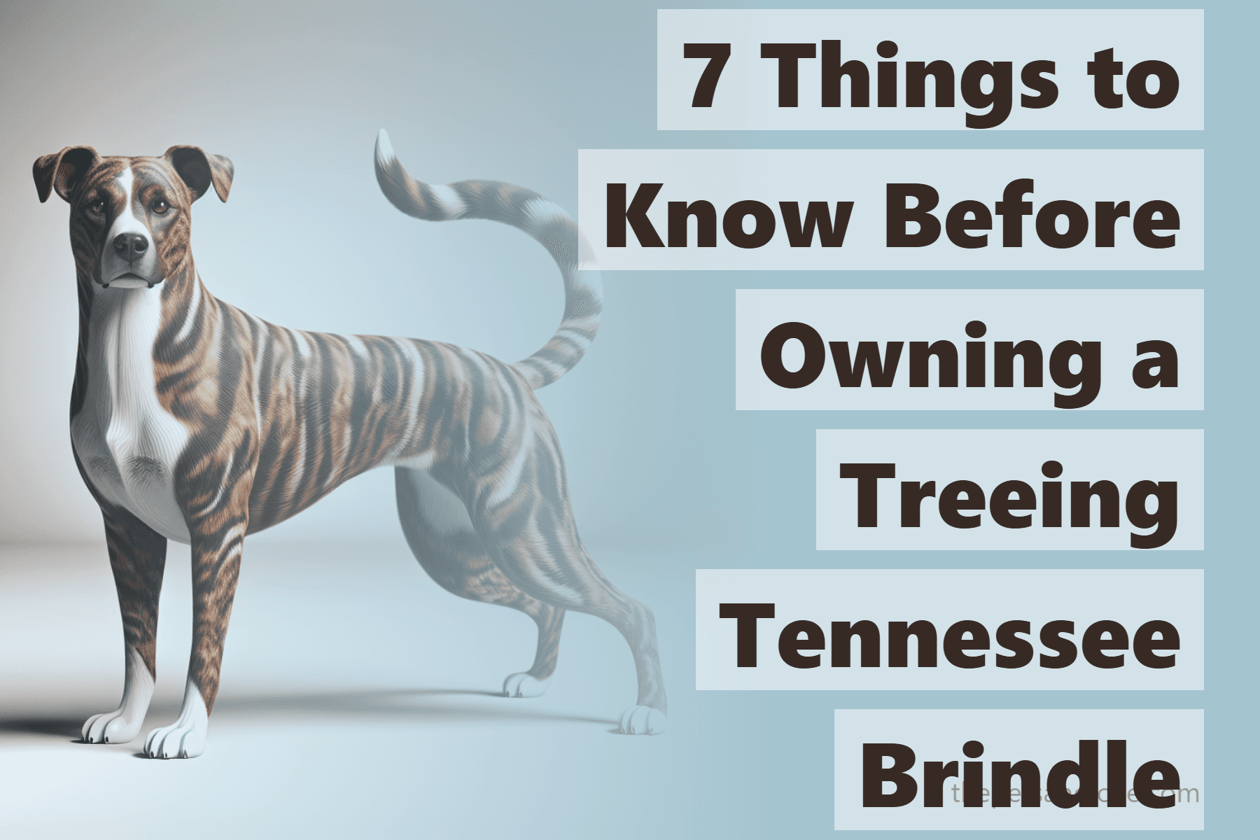 7 Things to Know Before Owning a Treeing Tennessee Brindle
