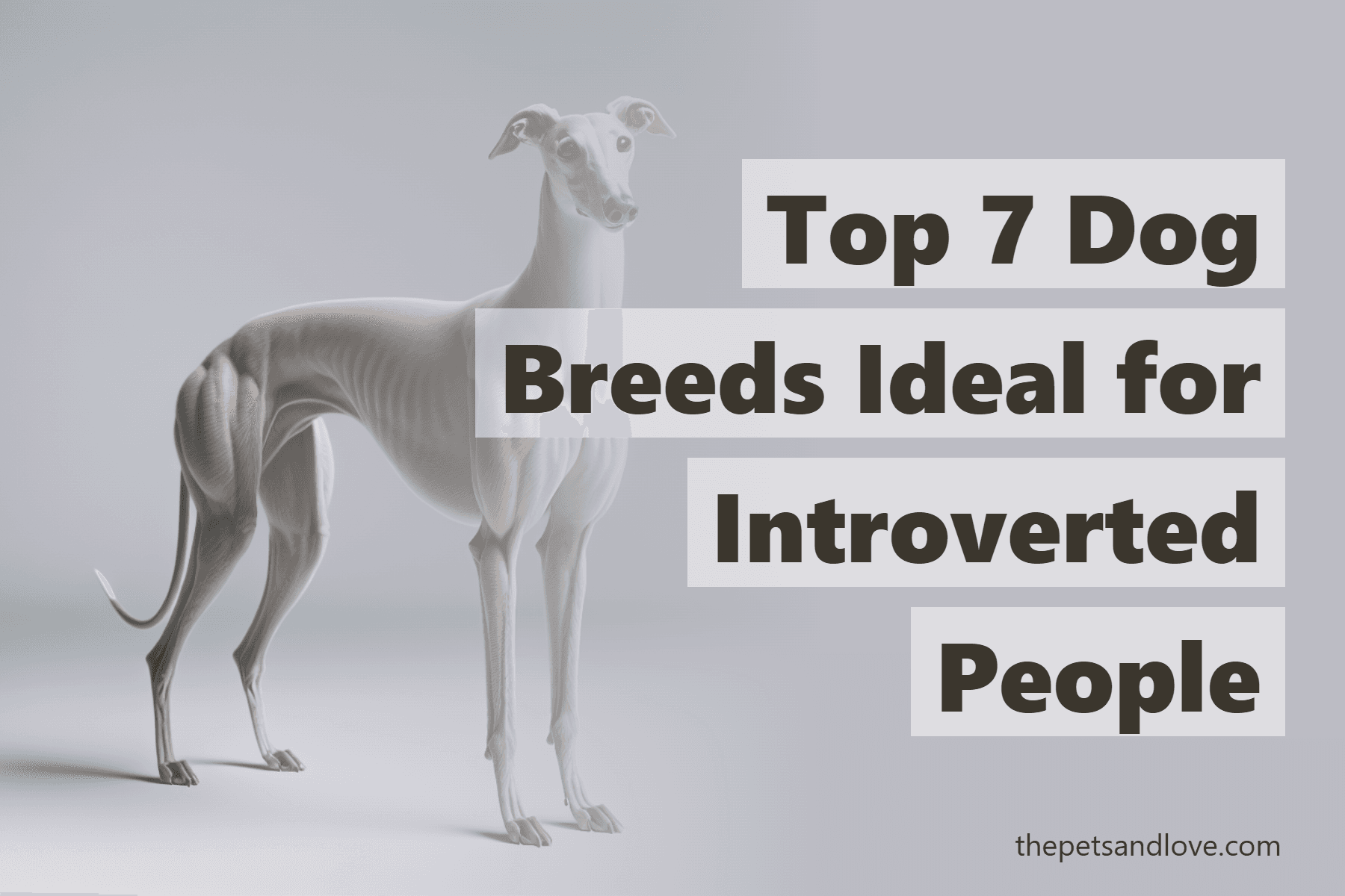Top 7 Dog Breeds Ideal for Introverted People