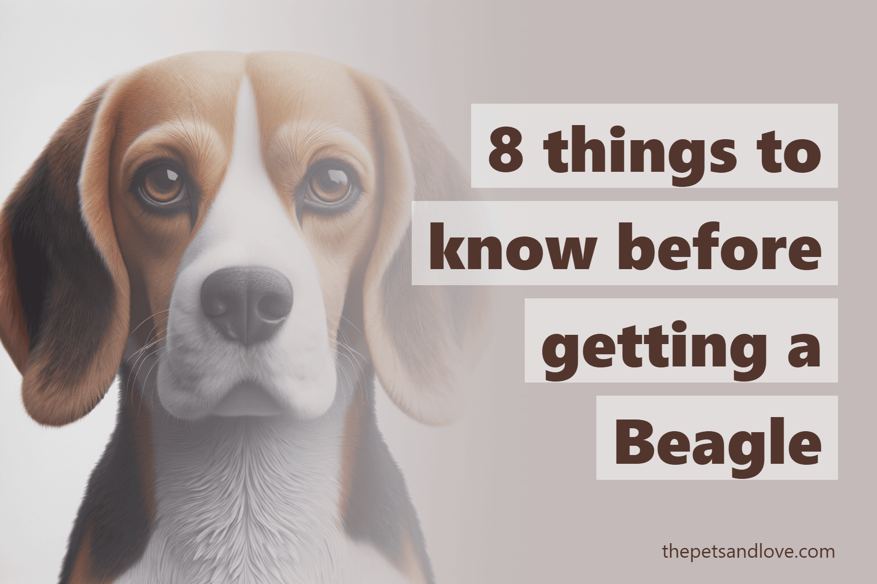 8 things to know before getting a Beagle