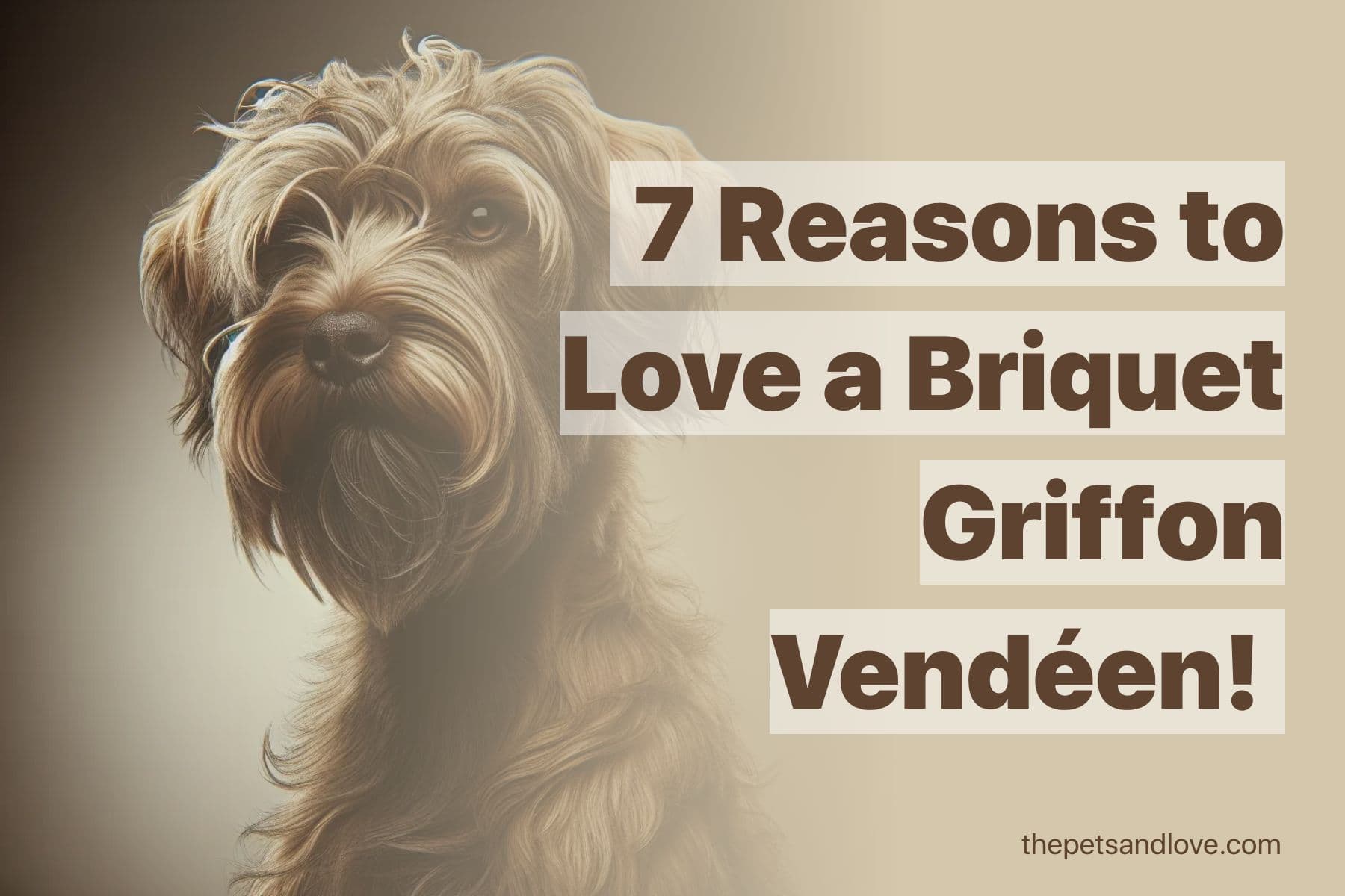 8 Kinds of People Perfect for a Briquet Griffon Vendéen Dog