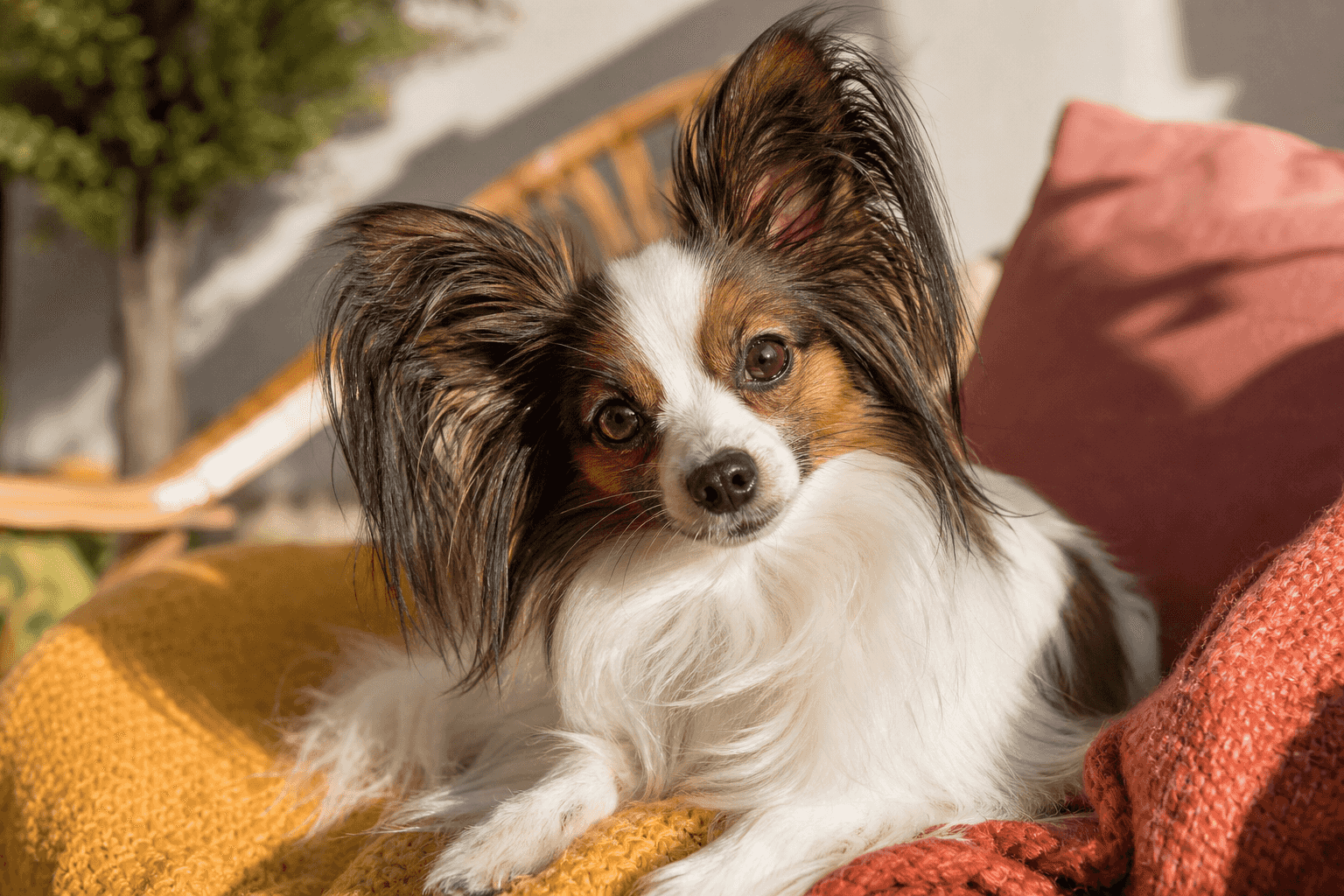 9 Things to Know Before Getting a Papillon