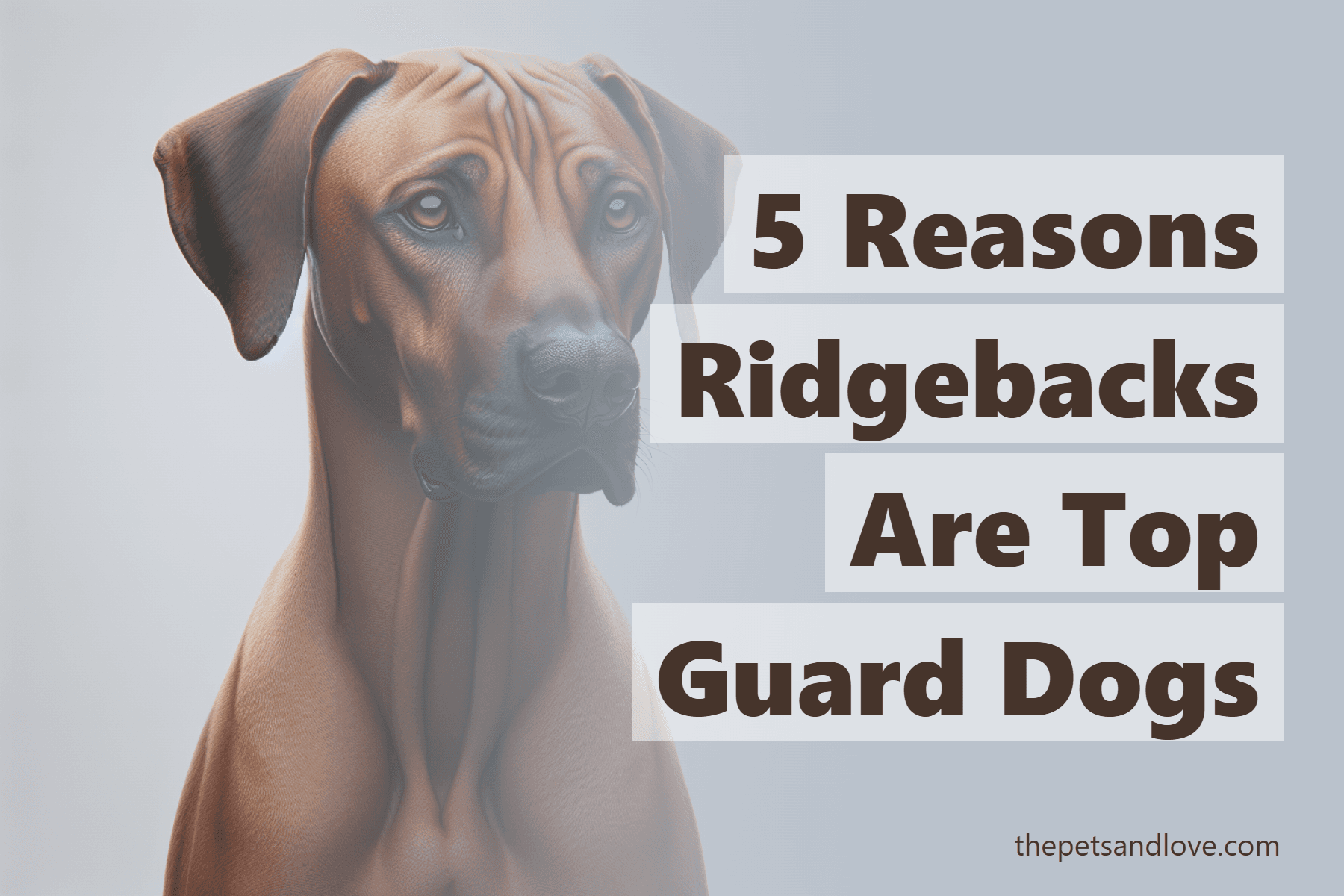 5 Reasons Ridgebacks Are Top Guard Dogs
