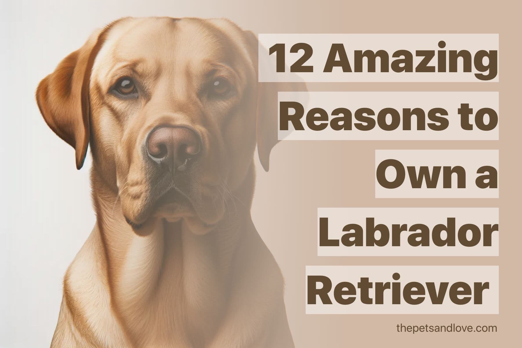 12 Kinds of People Who Would Enjoy Having a Labrador Retriever as a Pet