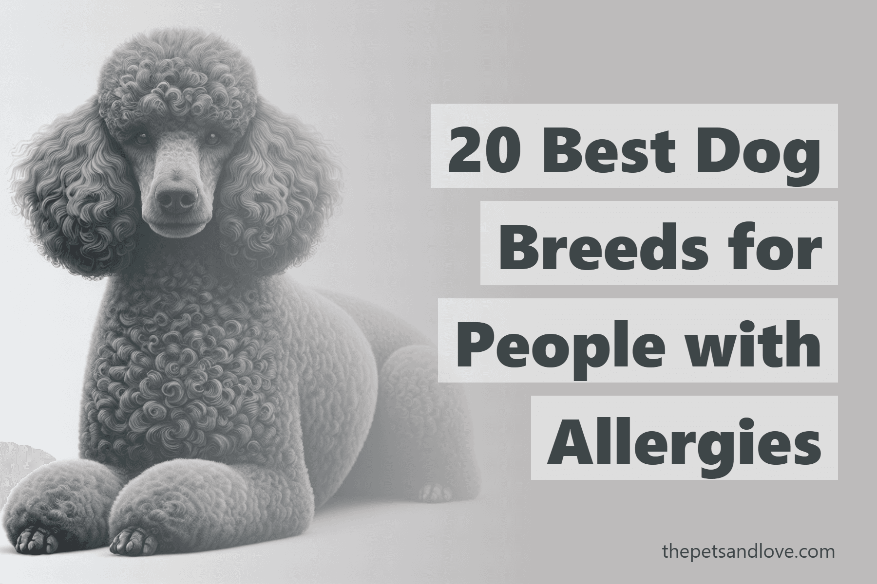 20 Best Dog Breeds for People with Allergies