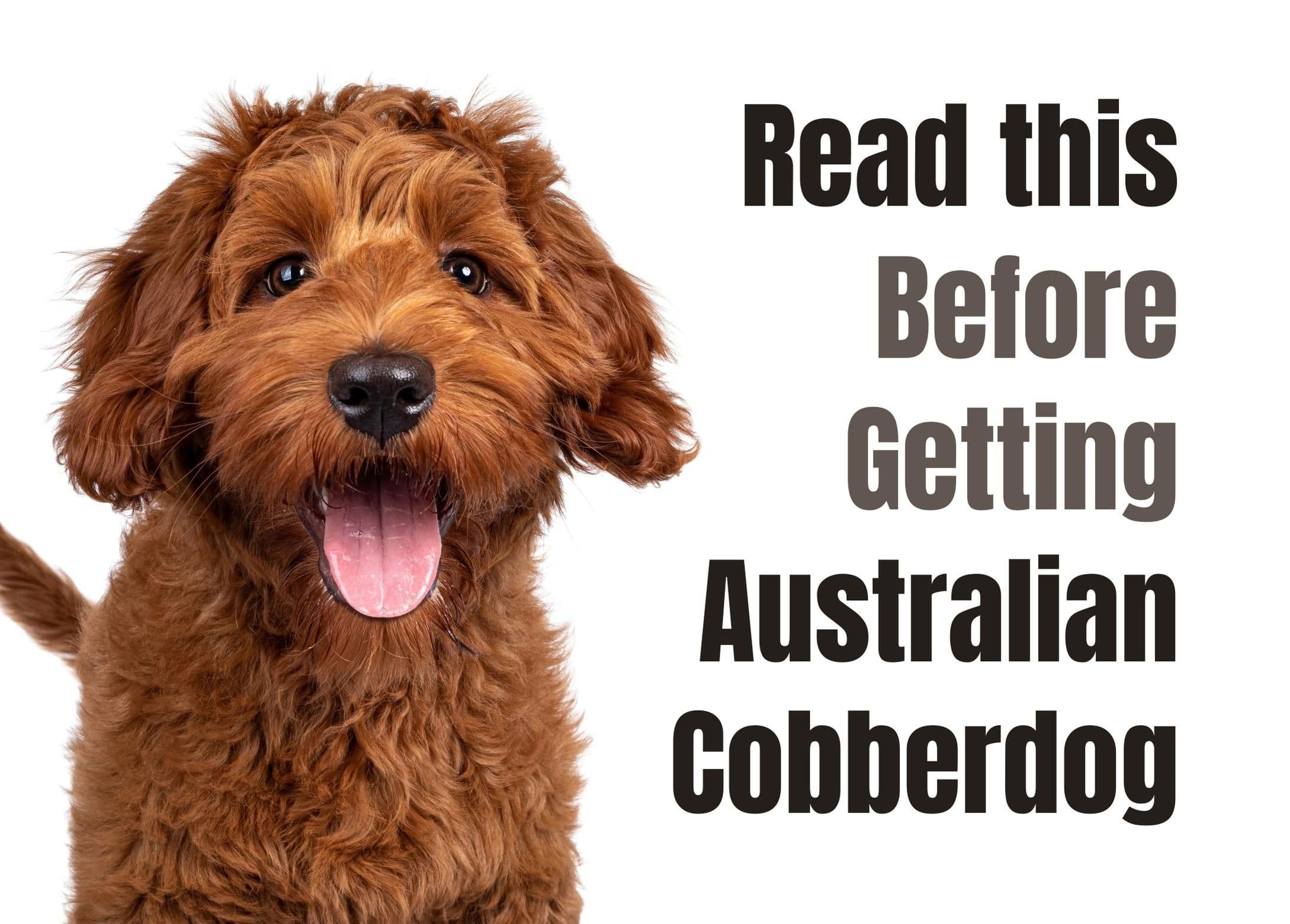 Essential Facts to Learn Before Adopting an Australian Cobberdog
