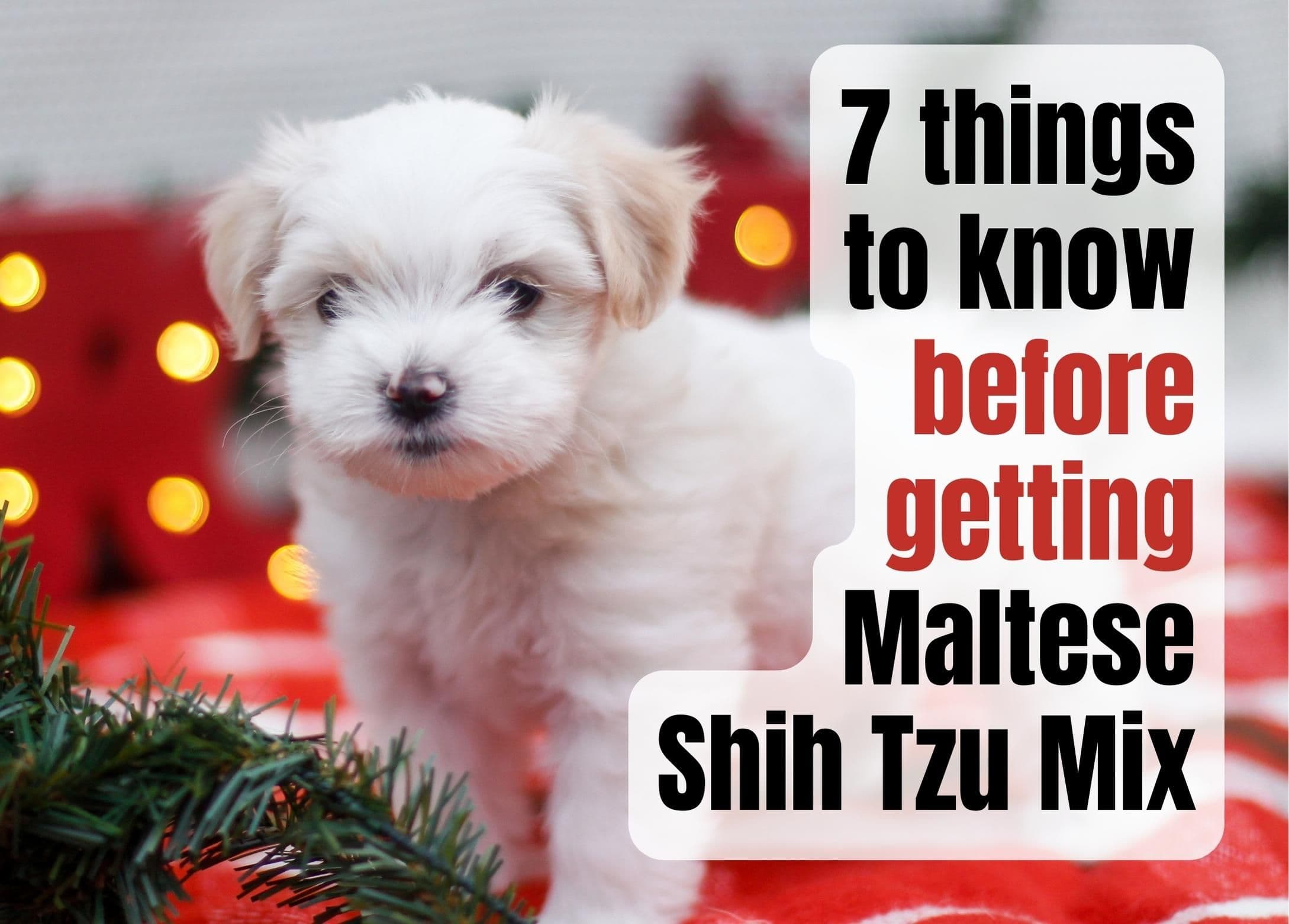 Essential Facts About the Maltese Shih Tzu Mix