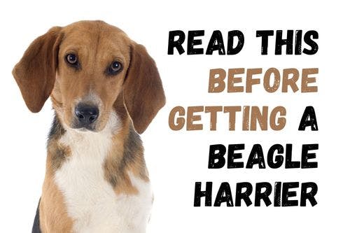 What You Should Know Before Adopting a Beagle Harrier