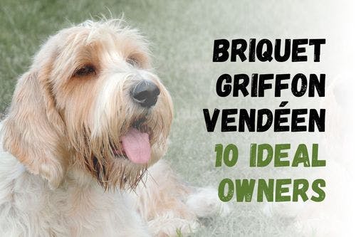 8 Kinds of People Perfect for a Briquet Griffon Vendéen Dog