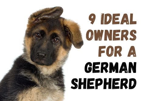 Nine Kinds of People Who Would Enjoy Having a German Shepherd as a Pet