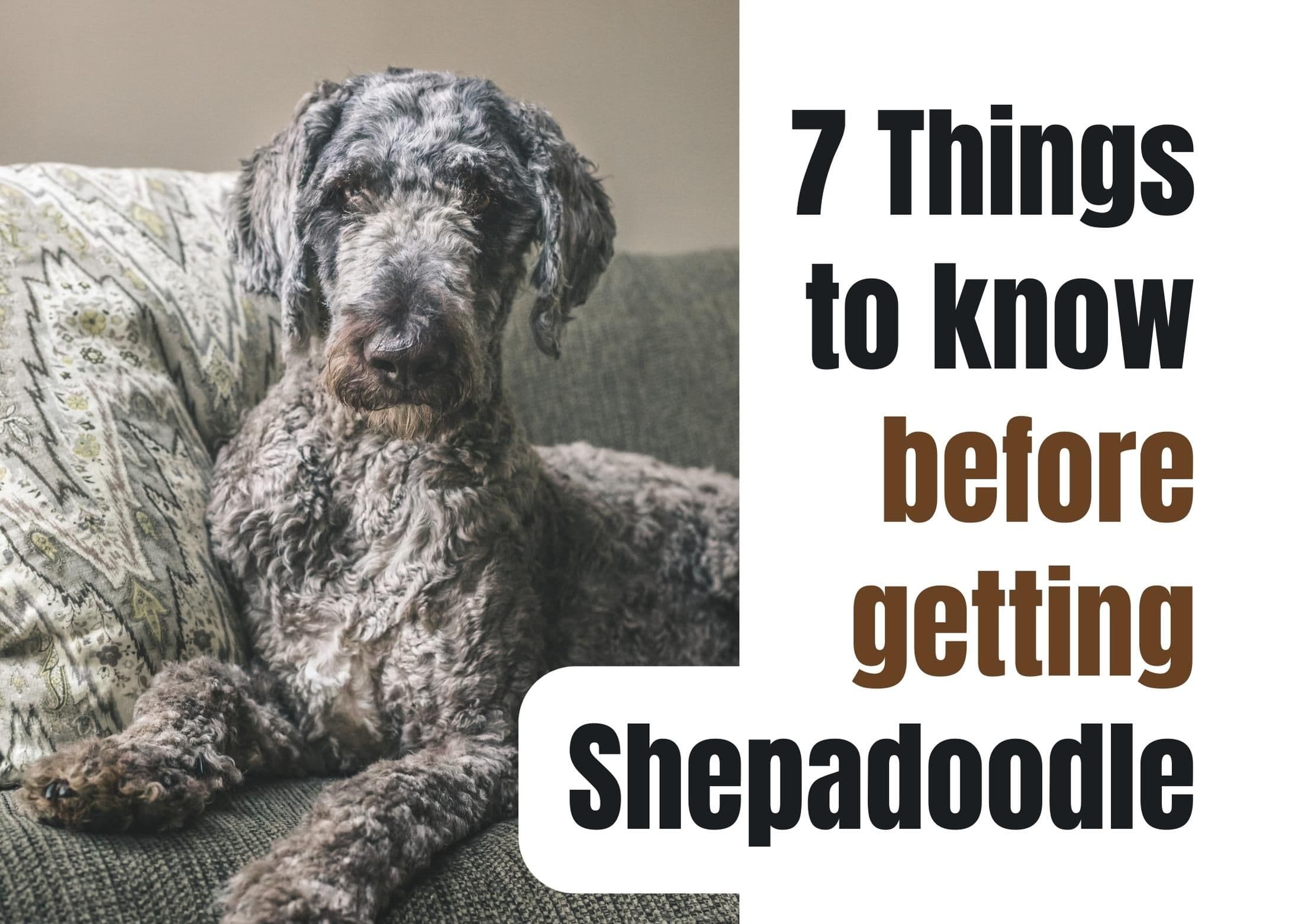 Seven Key Facts About the Shepadoodle