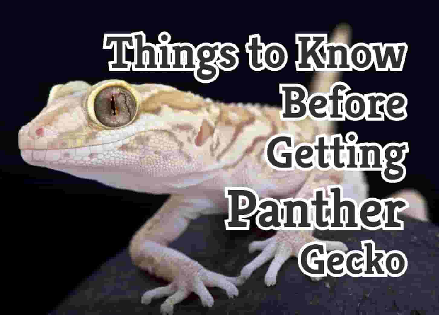 7 Tips Before You Adopt a Panther Gecko