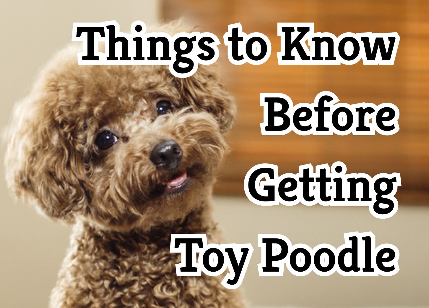 toy poodle dog