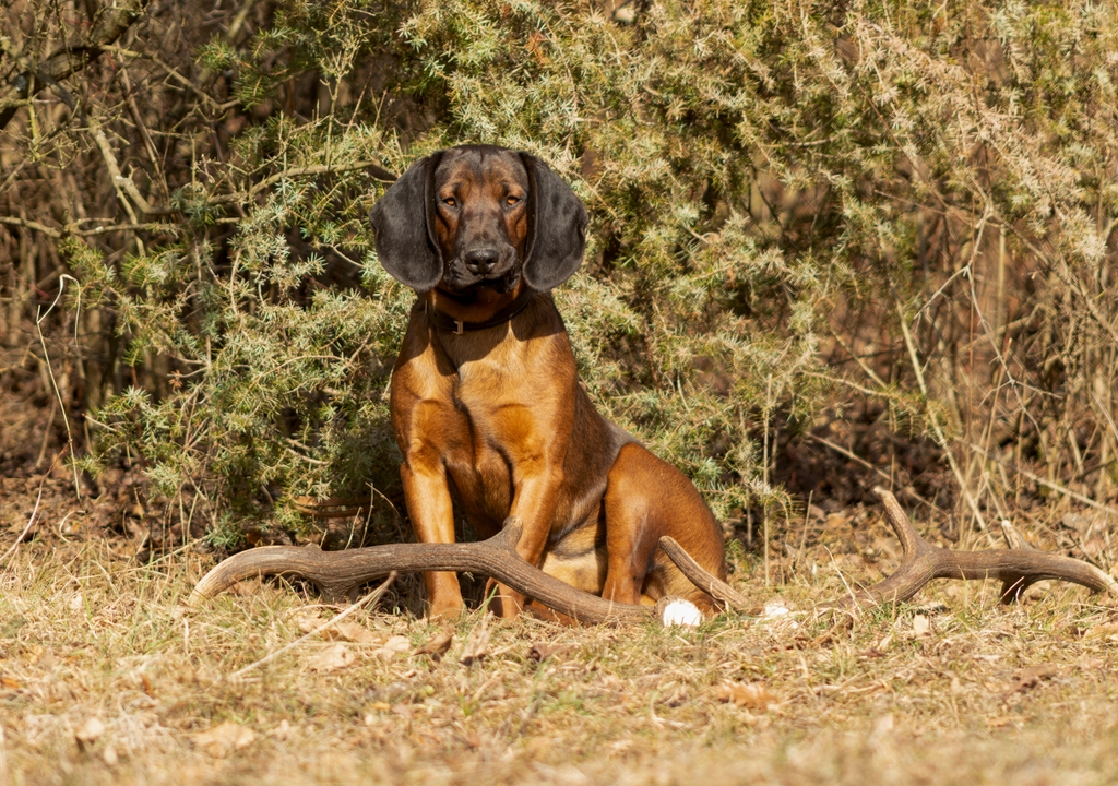 what is the lifespan of a bavarian mountain hound