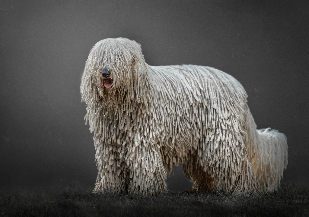 what is the breed of komondor