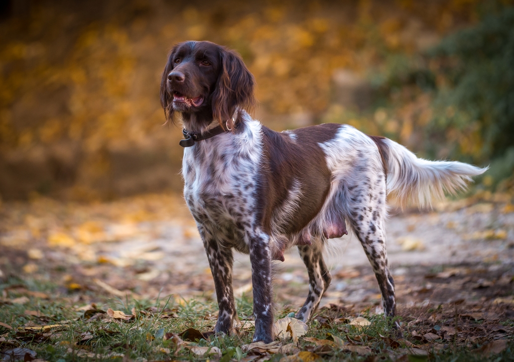 at what age is a small munsterlander pointer full grown