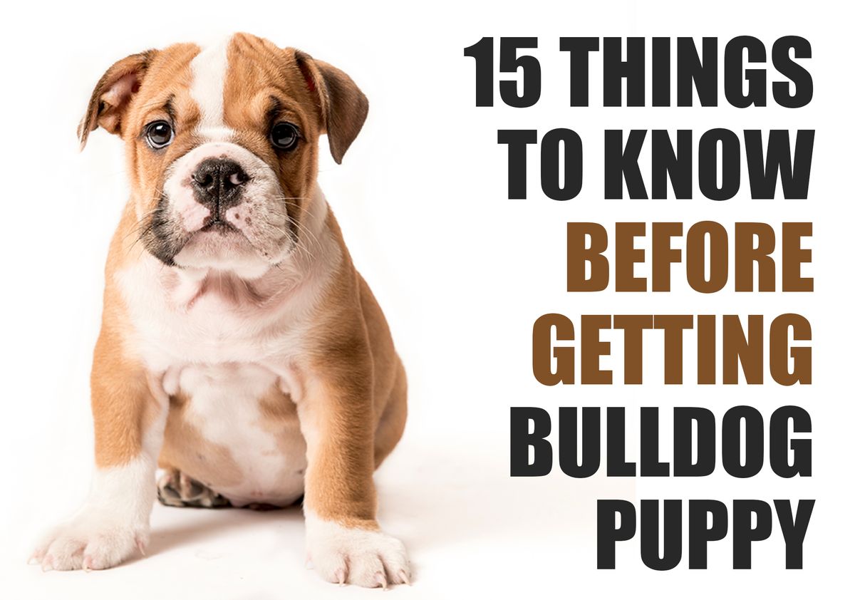 What You Should Know Before Bringing Home A Bulldog Puppy