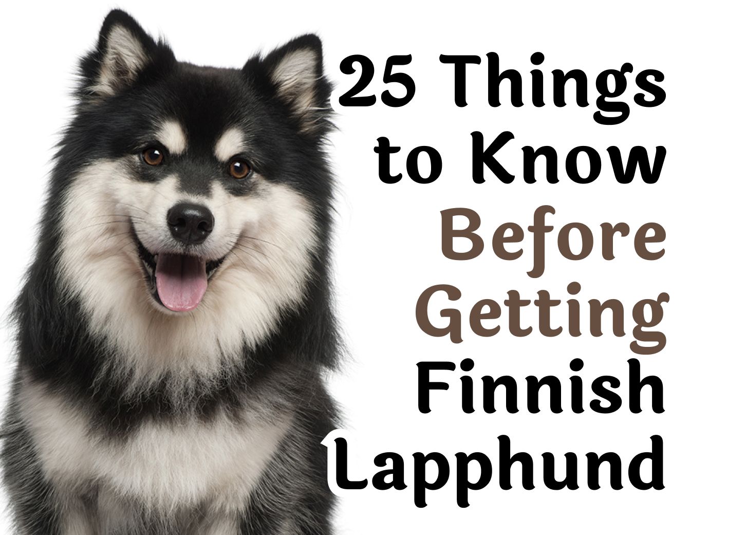 25 Important Questions To Ask Before Getting A Finnish Lapphund