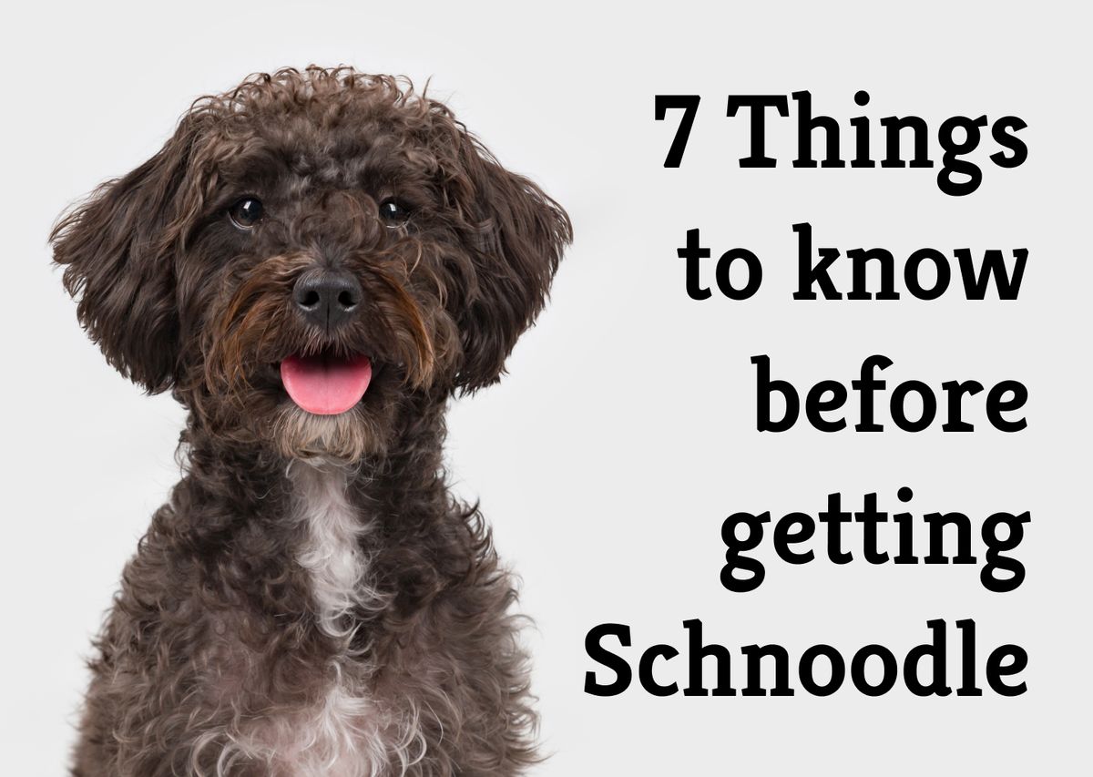how often should you bathe a schnoodle