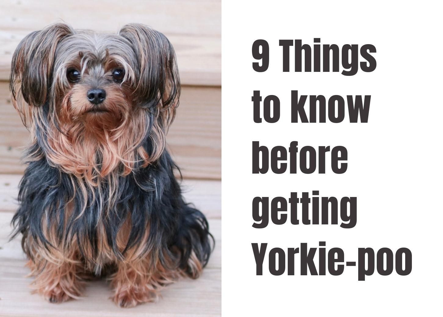 how big do yorkie poo puppies get
