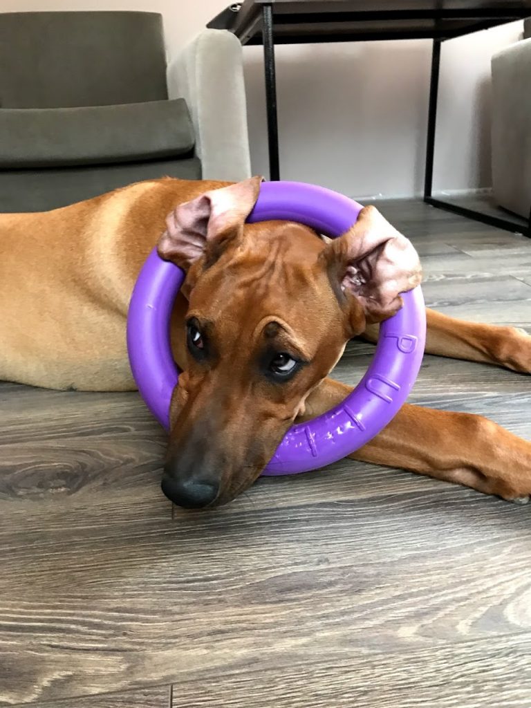 Rhodesian Ridgeback left alone, playing with  a toy