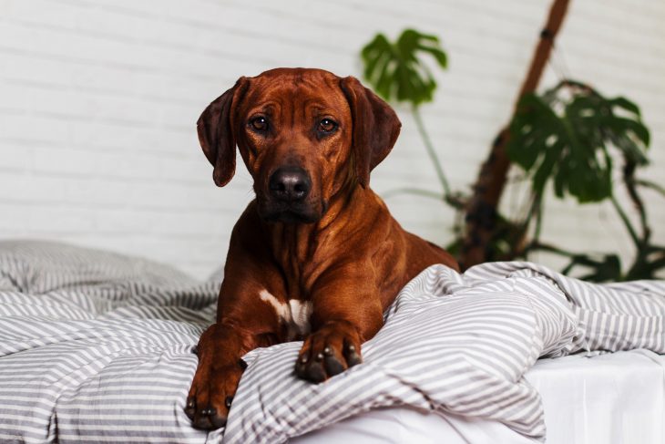 Rhodesian Ridgeback laying on the bed inside apartment.