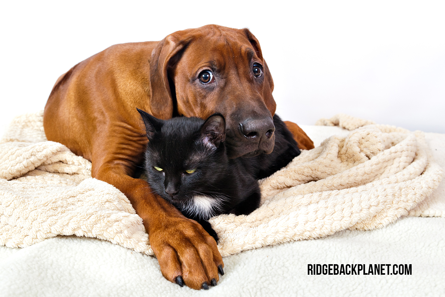 Are Rhodesian Ridgebacks a good choice for a family? The Pets and Love