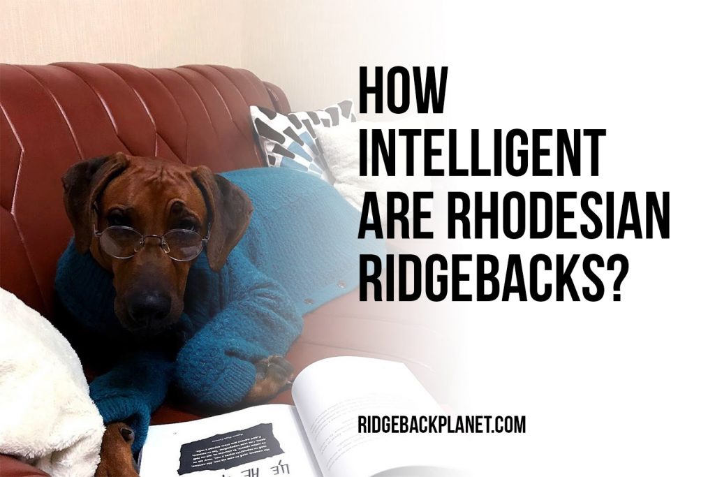 are rhodesian ridgeback intelligent