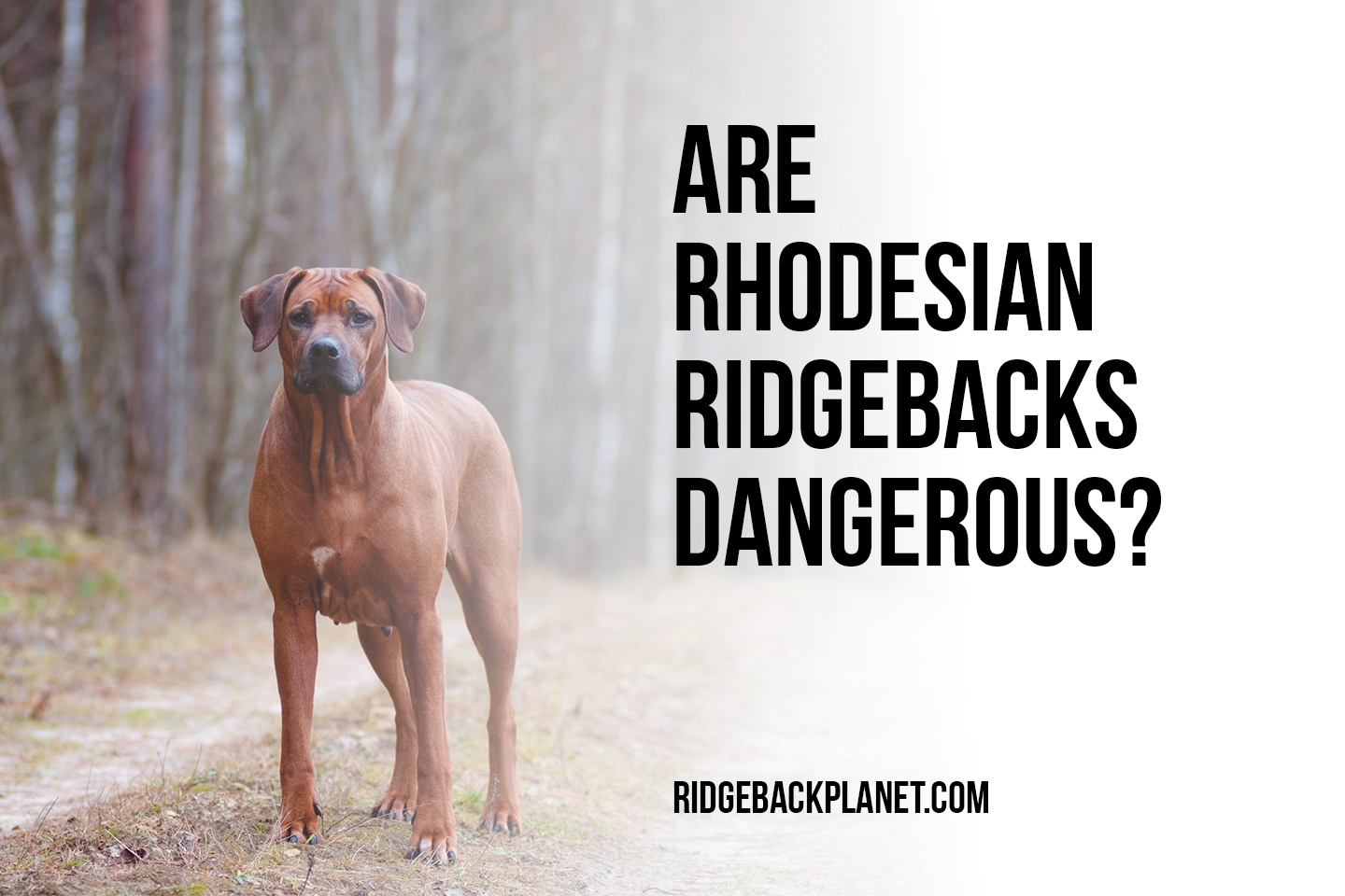 is a ridgeback a dangerous dog