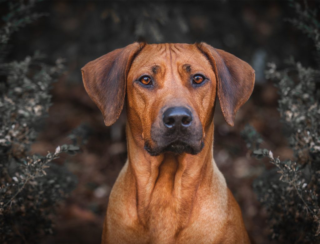 Are Rhodesian Ridgebacks Dangerous? - The Pets and Love