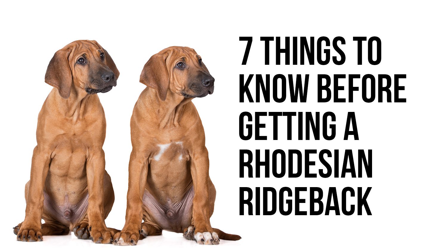 show me a rhodesian ridgeback dog