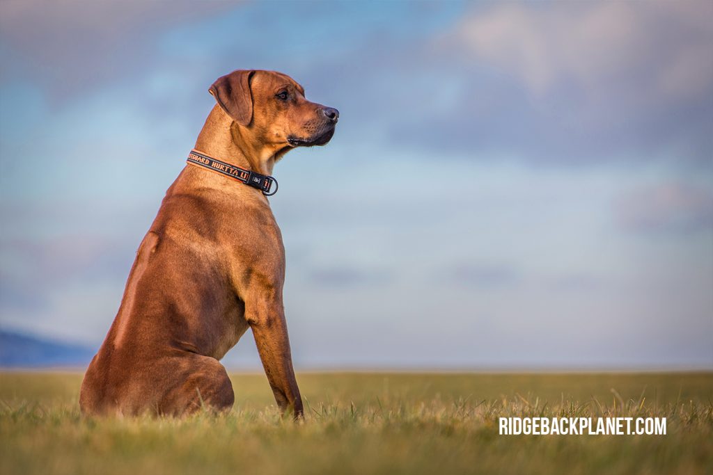 Rhodesian Ridgeback Begginner. Helpful illustrated guide. - The Pets and Love