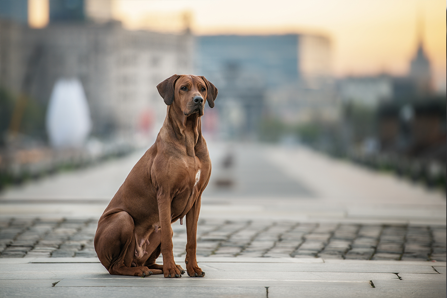 can a vizsla live in egypt