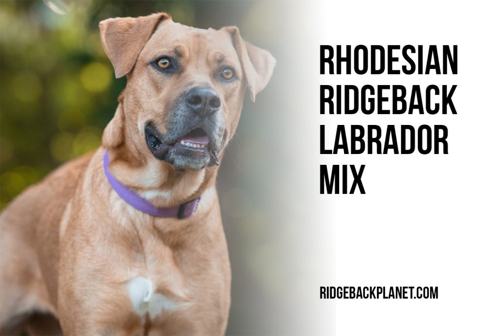 Rhodesian Ridgeback Lab Mix Comparison The Pets And Love