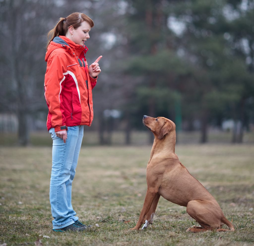 Give your Ridgeback some exercise before you leave.