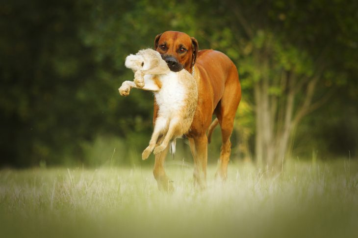 Are Rhodesian Ridgebacks Good Hunting Dogs? - The Pets and Love