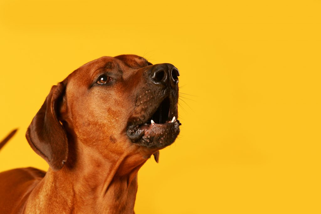 Rhodesian Ridgeback barking 