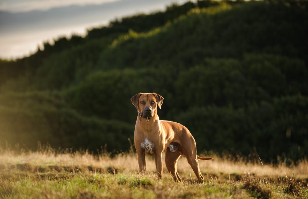 Are Rhodesian Ridgebacks Good Hunting Dogs? - The Pets and Love