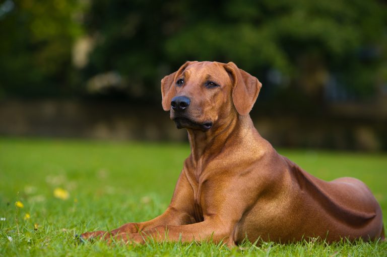 Why Do Rhodesian Ridgebacks Have Ridges The Pets And Love