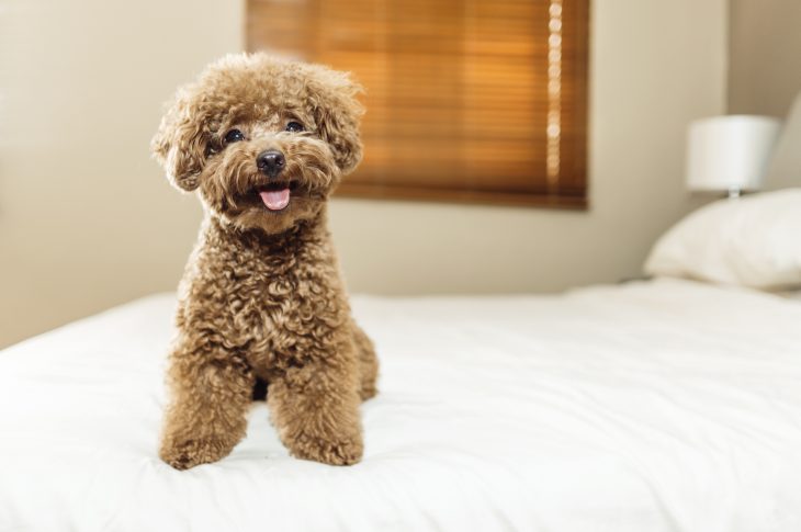 are labradoodles hypoallergenic