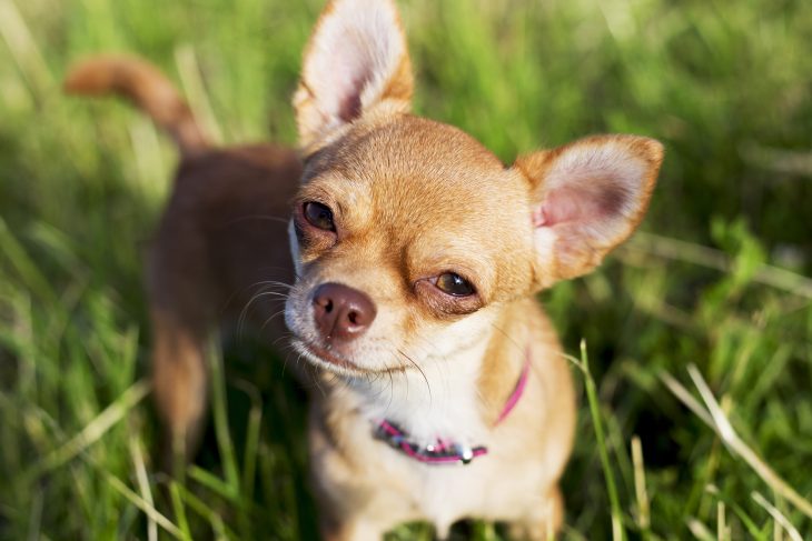 chihuahua shedding a lot