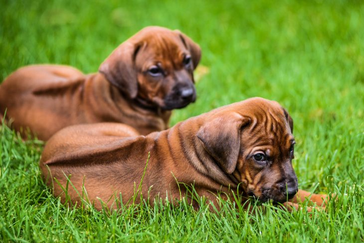 Why Do Rhodesian Ridgebacks Have Ridges? - The Pets and Love