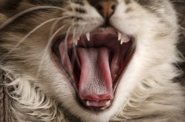 6-facts-you-may-not-know-about-a-cat-s-tongue-the-pets-and-love