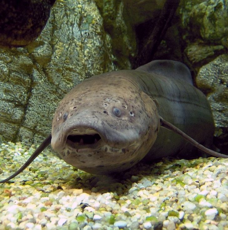 West African Lungfish