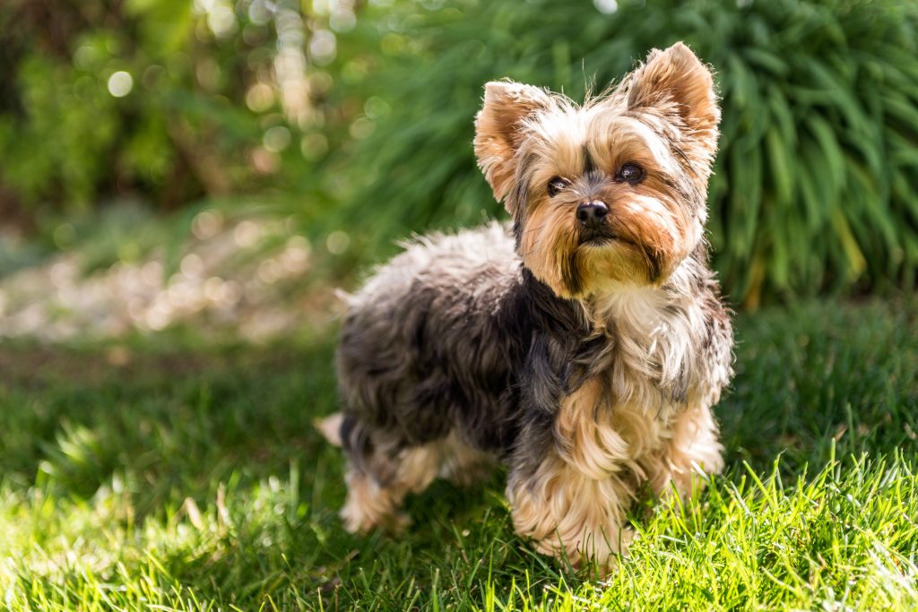 do maltese puppies shed