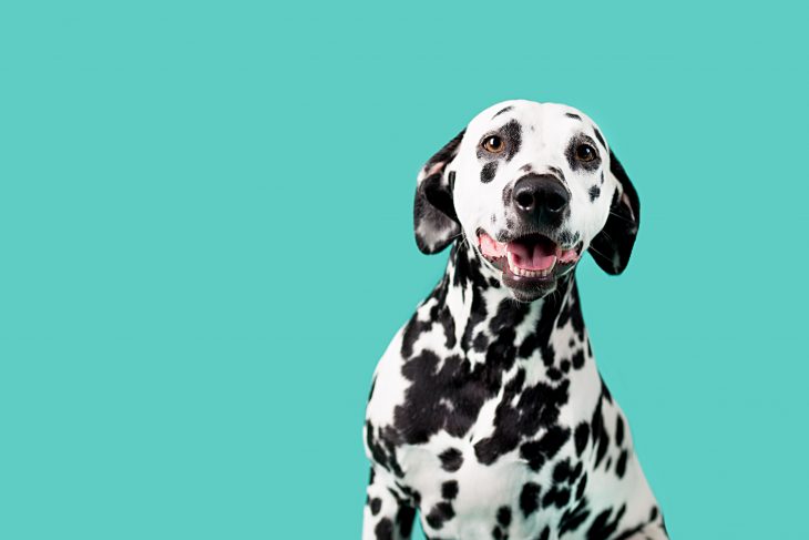 do dalmatians shed? tips for families with allergies - the