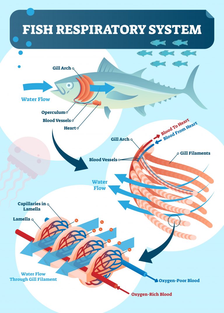 Do fish have lungs? (With helpful infographics) - The Pets and Love