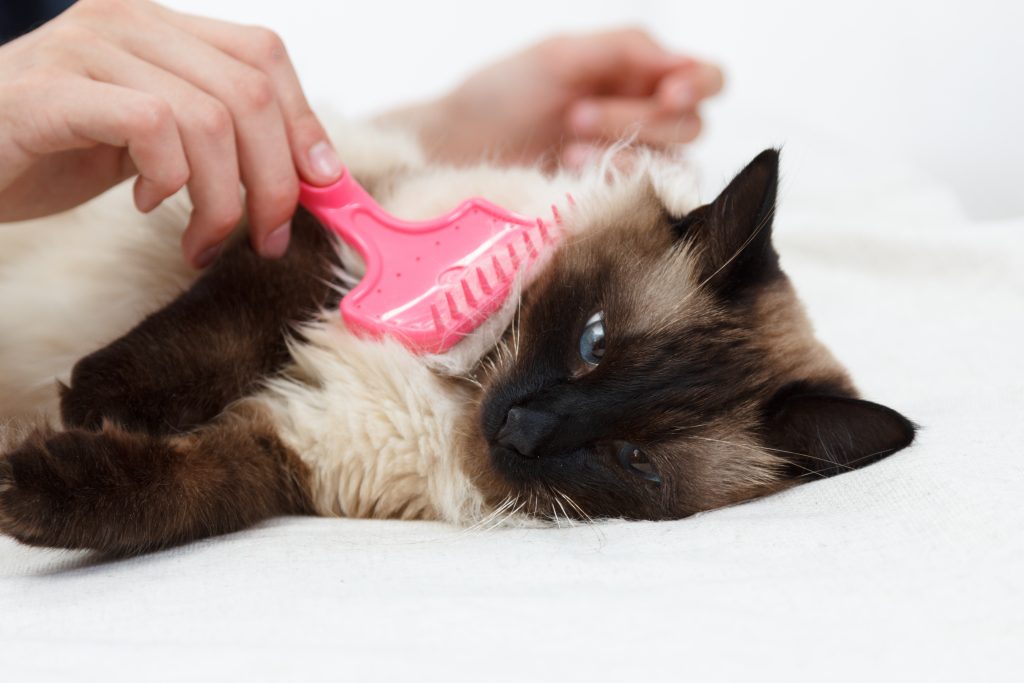 Are Balinese Cats hypoallergenic? Tips for Families with Allergies ...