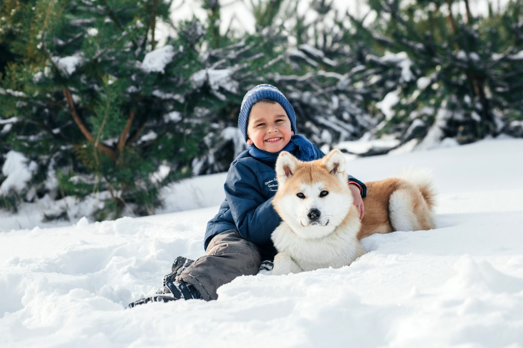 Are Akitas Good Family Dogs?